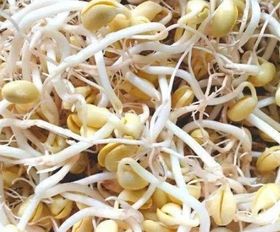 黄豆芽的做法，怎样用黄豆做成黄豆芽