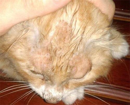 猫为什么长皮肤癣,怎么治疗 