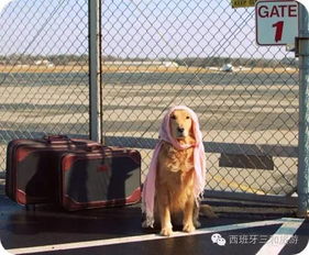 关于飞机托运宠物 如何带上你心爱的宠物一起回国旅行 