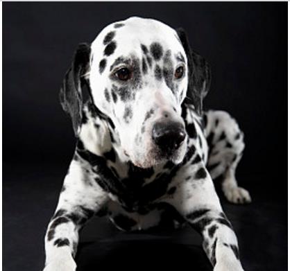 大麦町被公认为优雅的狗狗品种之一,身上有斑点,所以叫做斑点狗