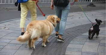 宁波养犬管理草案二审,重点管理区6至21时大型犬禁止出户