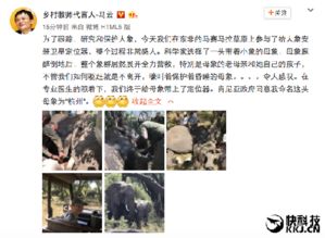 马云为非洲大象命了个名 就叫 杭州 