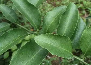 柑橘秋季花芽分化没管理好,来年柑橘无花结果少,一切补救是徒劳