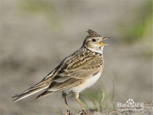 野鱼鳞燕老野多久开口