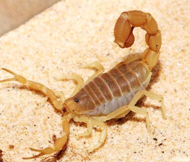 黑龙江散养蝎子投资费用明细,生态蝎子养殖方法