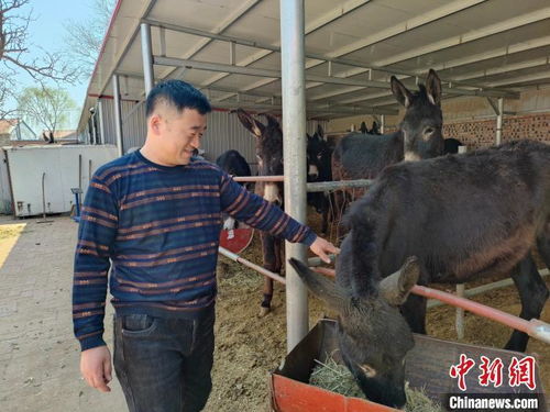 内蒙古 驴倌 夫妻 骑 着毛驴奔小康