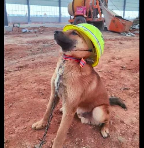 一只在工地上的狗狗,人们给它戴上了安全帽,这不就是监工吗