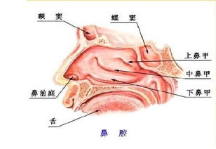 鼻甲肥大必须手术治疗吗最好的办法是什么