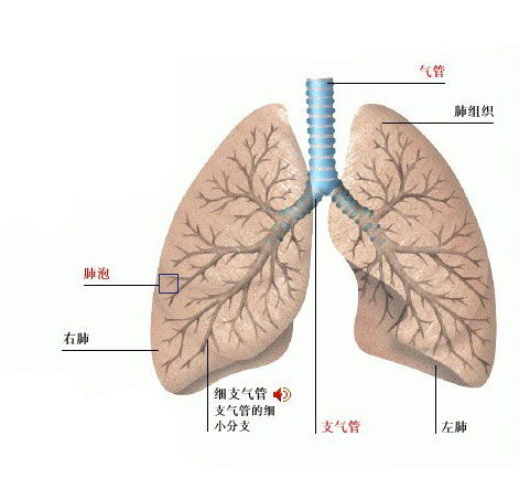 肺解剖图 搜狗图片搜索