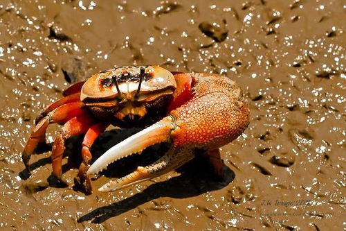 动物小知识 带你了解螃蟹的秘密