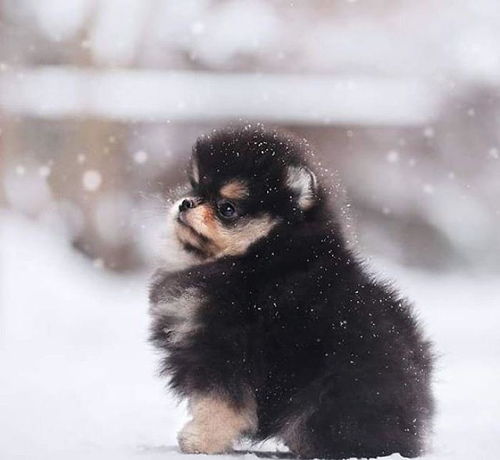 当博美幼犬第一次看到雪,萌照迅速传遍互联网