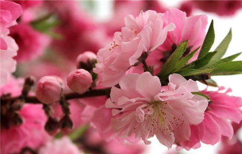 桃花的花语是什么 