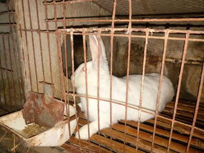 肉兔种兔哪里有卖的,开始肉兔养殖前的准备工作有哪些 