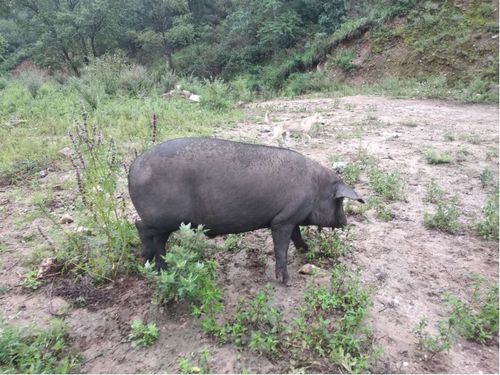 黑猪肉渐渐流行起来了 它的和普通猪肉有什么区别呢