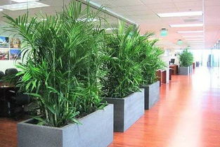 办公室摆放什么植物最招财,办公室适合摆放的盆栽 