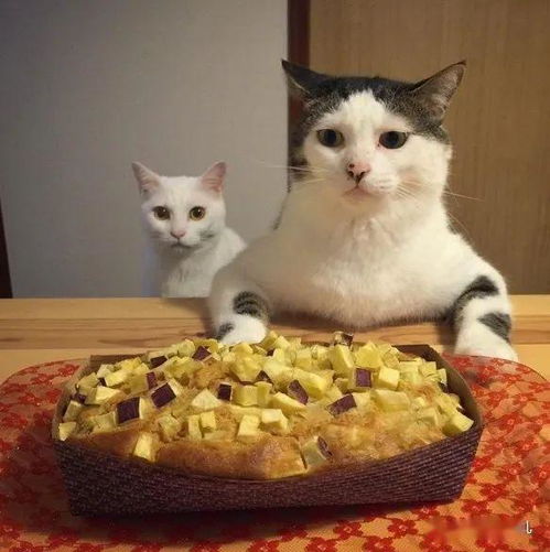卍物志┃分享日常美食,喵却强势抢镜 一屋两人两猫就是简单幸福呀 猫咪 