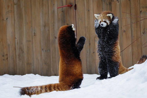 冬奥进行时,小动物也 凑热闹 享受冰雪之乐