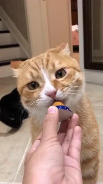 橘猫是如何长胖的吃起来没完 