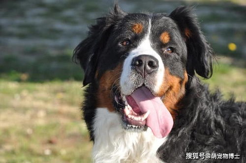 世界上十大最美丽的狗品种,中国有犬种上榜