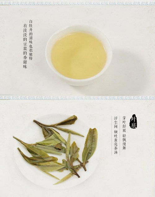 茶的特点 茶叶的种类及特性