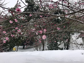 白雪纷纷何所似