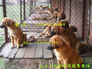 黑龙江省肉狗养殖技术津肉狗的饲料转化率是多少 