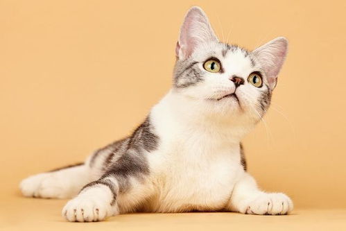心理测试 选出你最喜欢的一只猫 测你的外貌是第几等