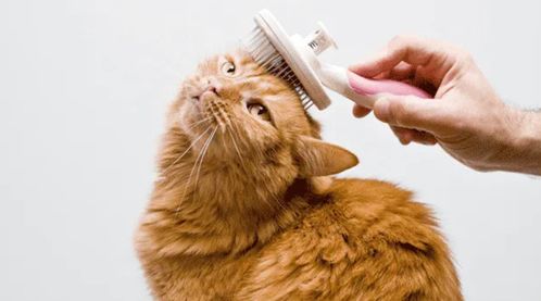 科学研究 猫毛过敏还能养猫吗 母猫可能更适合你