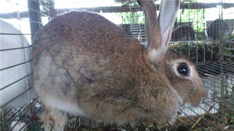 兔子种苗 锦腾养殖场养殖杂交野兔 提供种兔 郑州兔子 
