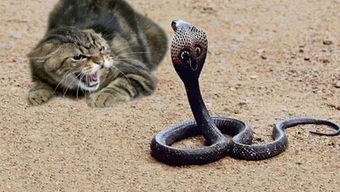 蛇怕什么东西动物