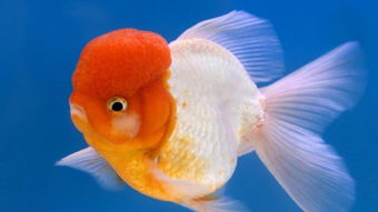 摩羯座的小金鱼，摩羯座的小金鱼图片(摩羯座的小金鱼,摩羯座的小金鱼图片)