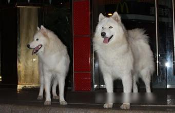 一种大型犬我见到的是白色的,毛有些长,狗主人说叫奥什么的 