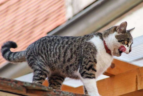 爱爬屋顶的猫猫, 超有气质, 白色爪子的那只画风清奇