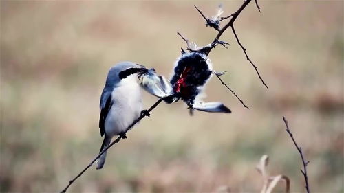 屠夫鸟 ,它的猎物都会被刺贯穿而死,然后制成风干肉享用 