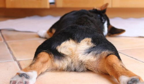 狗狗喜欢在地板上摩擦,它们没有这样的习惯,只是肛门腺肿了