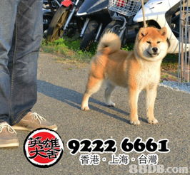 柴犬币的最新消息,shiba inu 最新行情