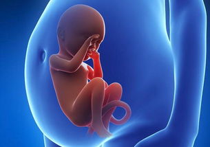 孕晚期胎动 孕晚期胎儿颤抖式抽搐式胎动