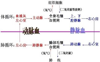 打肌注不流血为什么1