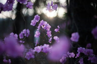 春日中芳，探寻春日里的芬芳之美，春日芳华是什么意思