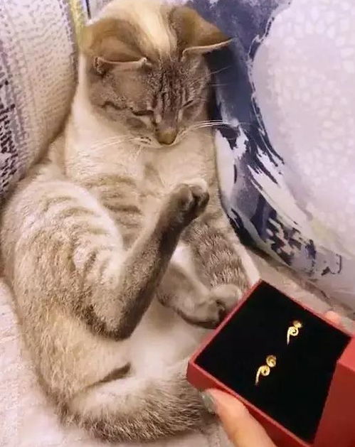 女子拿着结婚戒指开心和猫咪分享,没想到猫咪却吃醋推开