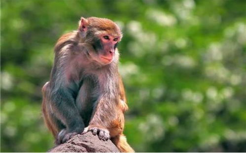 哪些年份属猴人需要特别注意身体(哪些年份属猴人需要特别注意身体呢)