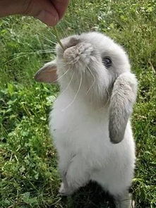 兔子不吃窝边草 草 你害羞啥啊