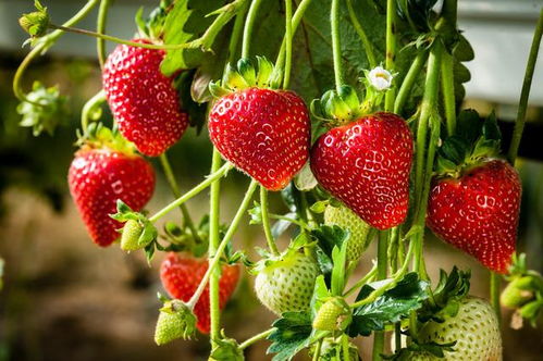 草莓苗怎么种(种植方法详解),原盆原土草莓苗怎么种？