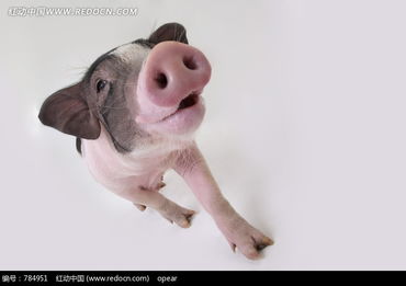 抬着头的宠物小猪图片免费下载 编号784951 红动网 