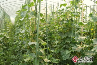 耿马县稳步推进高原特色蔬菜产业发展步伐 