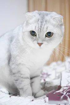 重大科普 蓝猫 金渐层 银渐层原来都是同一个品种的猫咪