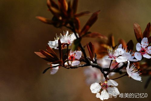 八月开始 贵人相助,喜鹊报喜,财气横生的星座