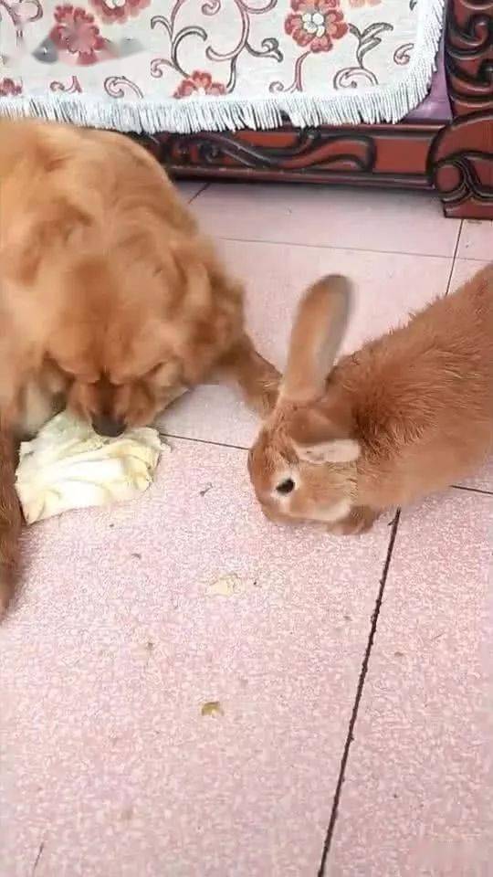 兔子跟金毛抢白菜,金毛狗狗很生气 兔崽子,你还想不想混了