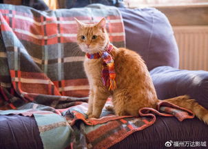 网红猫本色出演 流浪猫鲍勃 11月2日萌宠互动暖化人心