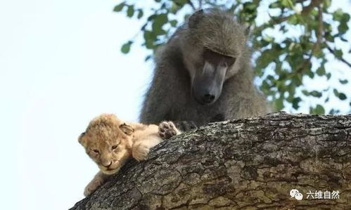动物世界奇特一幕 南非一狒狒劫走一小狮子,更为小狮子梳理狮毛